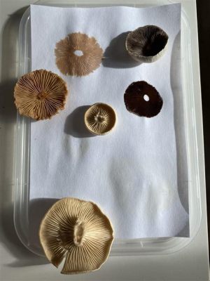 how to make liquid culture from spore print and the importance of spores in traditional medicine